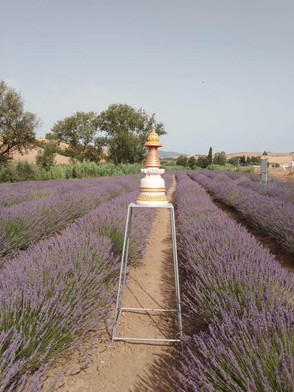 Casa Storica Con Terrazzo Villa Castellina Marittima Eksteriør bilde